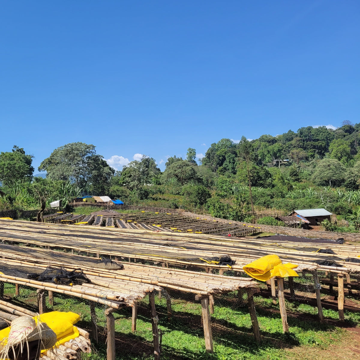 Uganda kaffe, hvad kendetegner den