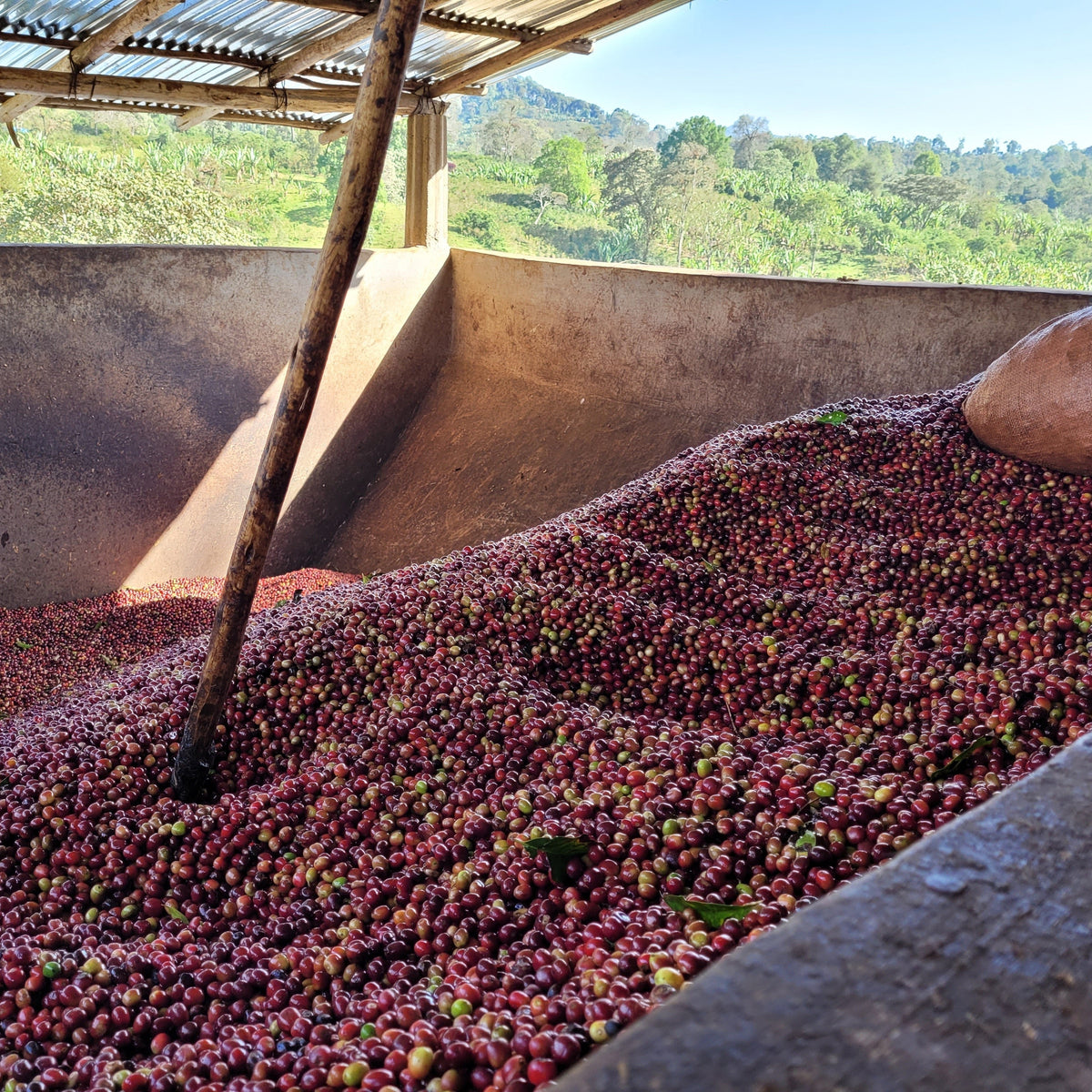 Kaffe fra Peru, smag, oprindelse og vores økologiske favorit