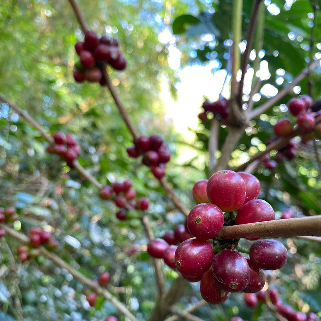 Hvad er Typica kaffe?