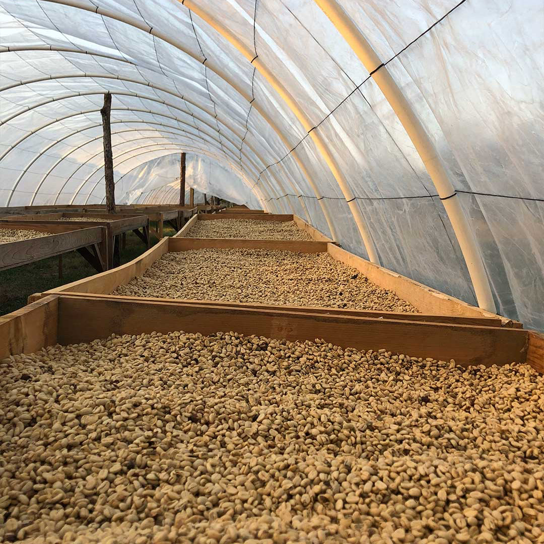 Blue Mountain kaffe, hvad er det, og er den prisen værd?