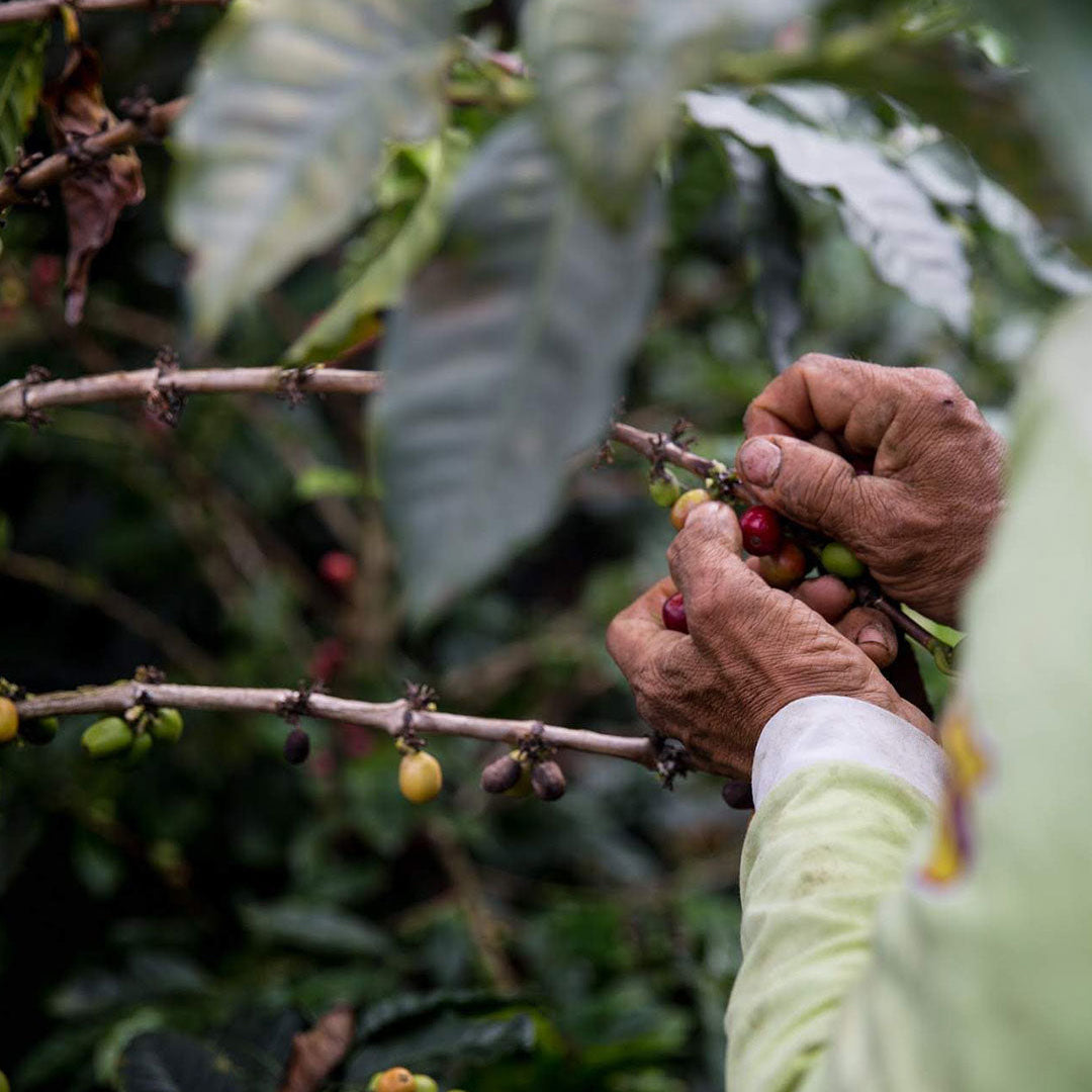 Geisha kaffe: Derfor taler hele kaffeverdenen om den