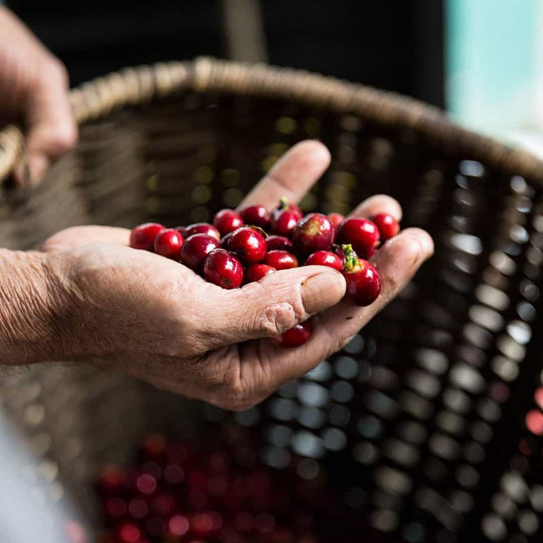 Hvad er Robusta? Bønnen bag styrken i din kaffe