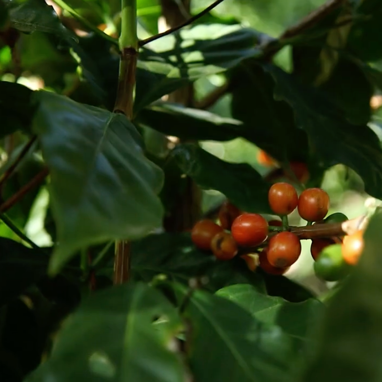 Vietnamesisk kaffe: guide til metoden, smagen og din første kop