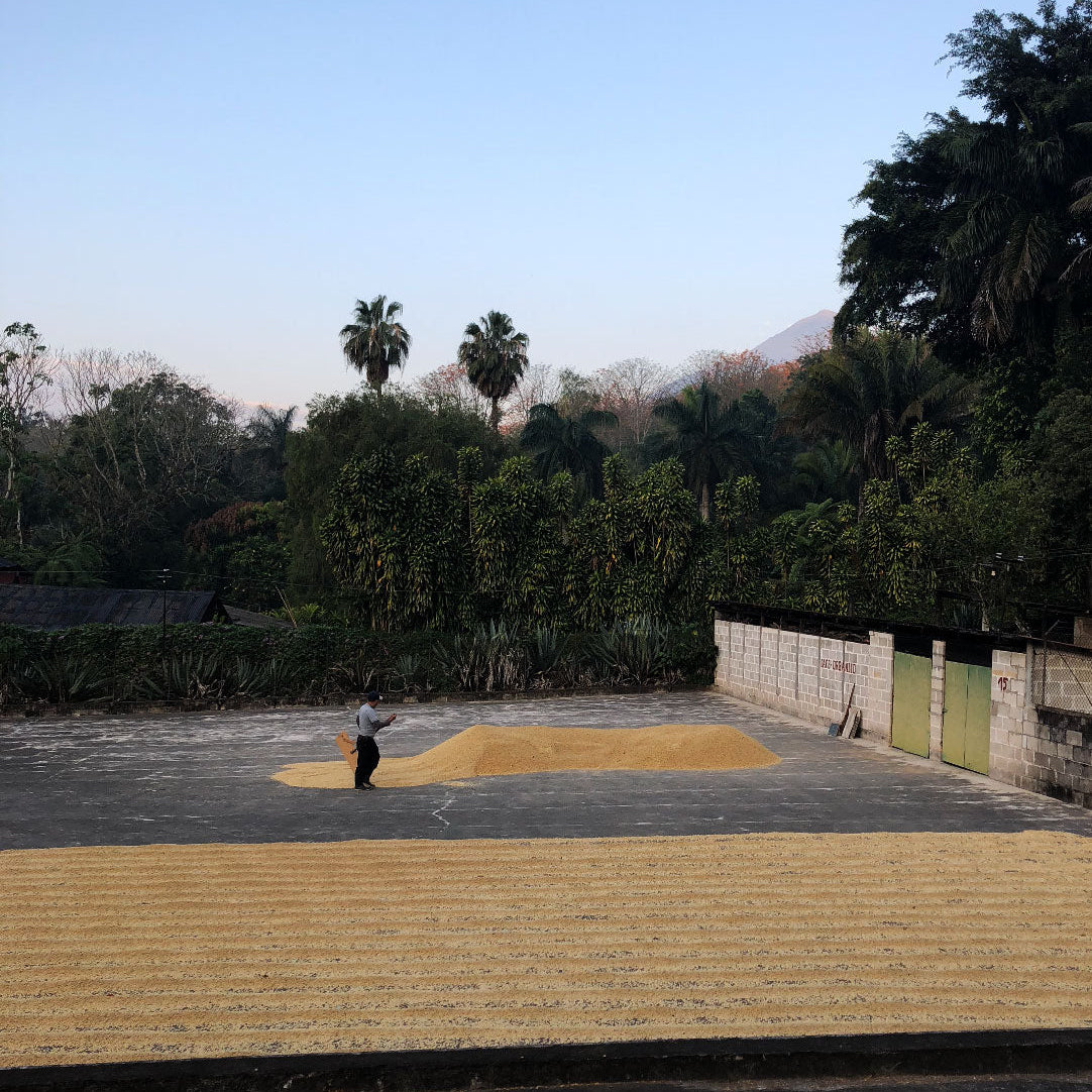 Finca Ceylan – Guatemala