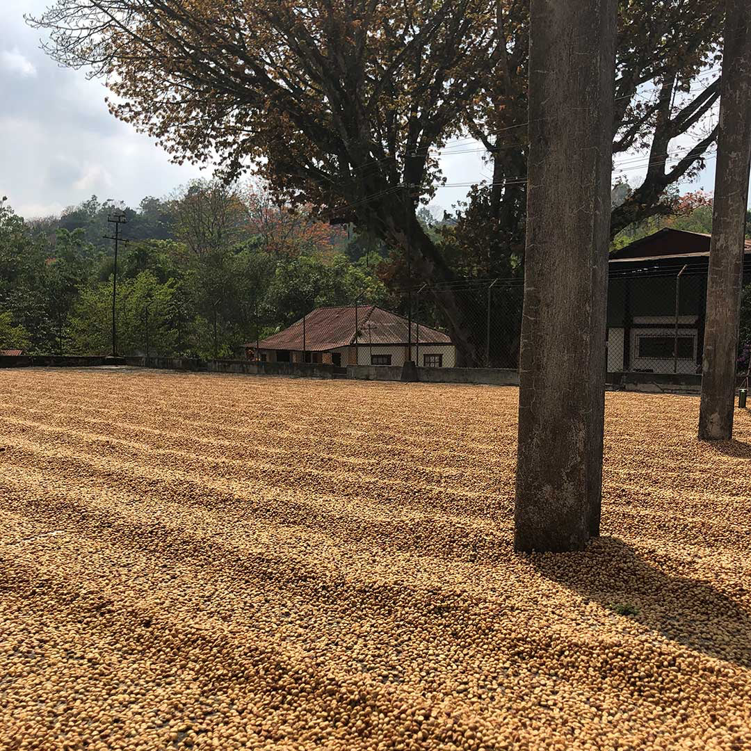 Finca Ceylan – Guatemala