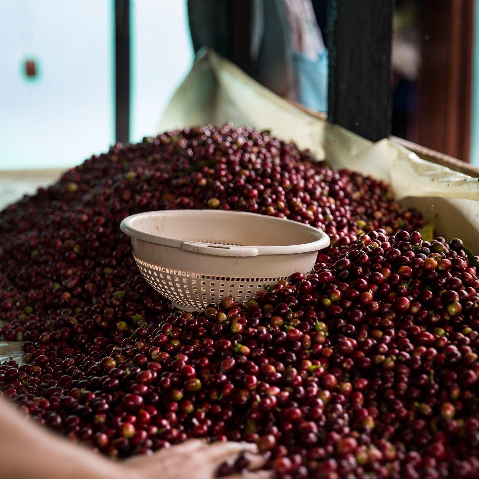 Finca Ceylan – Guatemala