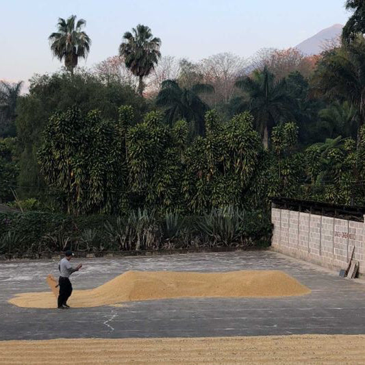 Finca Ceylan – Guatemala